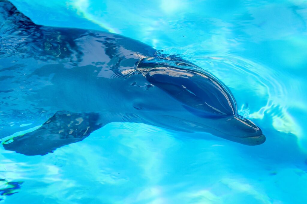 Common dolphin portrait